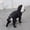 Black, variant on Full Coverage 4-Leg Waterproof Dog Raincoat, Hooded Pet Rain Jacket with Reflective Strips and Leash Hole for Small Dogs Outdoor Walking(Sky Blue,XS)