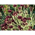 thumbnail image 3 of TomorrowSeeds - Black Ball Bachelor Button Seeds - 3000+ Count - For 2026 Planting Centaurea Cyanus, 3 of 9