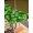 Dark Green, variant on St. Patrick's Day Outdoor Tablecloth - 52x70 Inch Rectangle Dining Table Cover, Watercolor Lucky Shamrock Polka Dots Green Waterproof Outdoor Table Cloth with Umbrella Hole & Zipper for Picnic/Patio