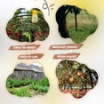 thumbnail image 4 of Paquete de 4 Trampas Reutilizables para Moscas, Moscas la Fruta Fly Catcher Outdoor, 4 of 5