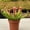 Maroon, variant on Velvet Trumpet Pitcher Plant - 1 Live Starter Plant - Sarracenia - Beautiful Colorful Easy Care