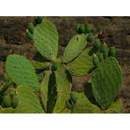 - LAMINATED POSTER Colors Green Gran Canaria Canary Cactus Poster Print 24 x 36