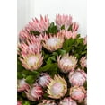 thumbnail image 3 of 5 Giant KING PROTEA Cynaroides Sugarbush Rare 12" Flower Seeds, 3 of 11