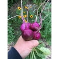 thumbnail image 3 of TomorrowSeeds - Purple Plum Radish Seeds - 600+ Count - For 2026 Planting Raphanus Sativus Purple, 3 of 11