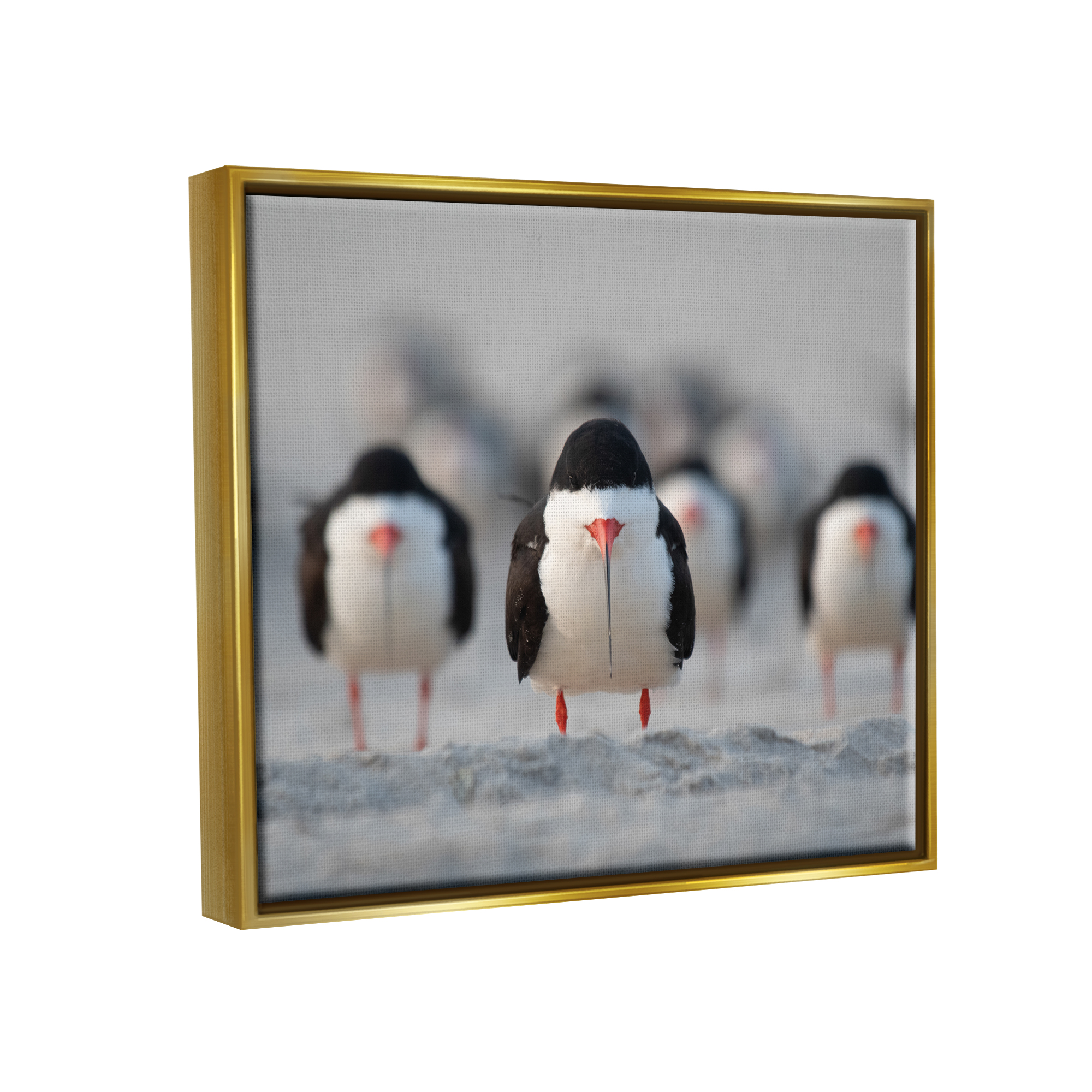 Stupell Industries Black Skimmer Gang Animals & Insects Photography Gold Floater Framed Canvas Art Print Wall Art, 31 x 25