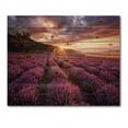 thumbnail image 3 of Designart 'Dramatic Clouds and Sunrise Over Lavender Field IV' Farmhouse Print on Natural Pine Wood, 3 of 5