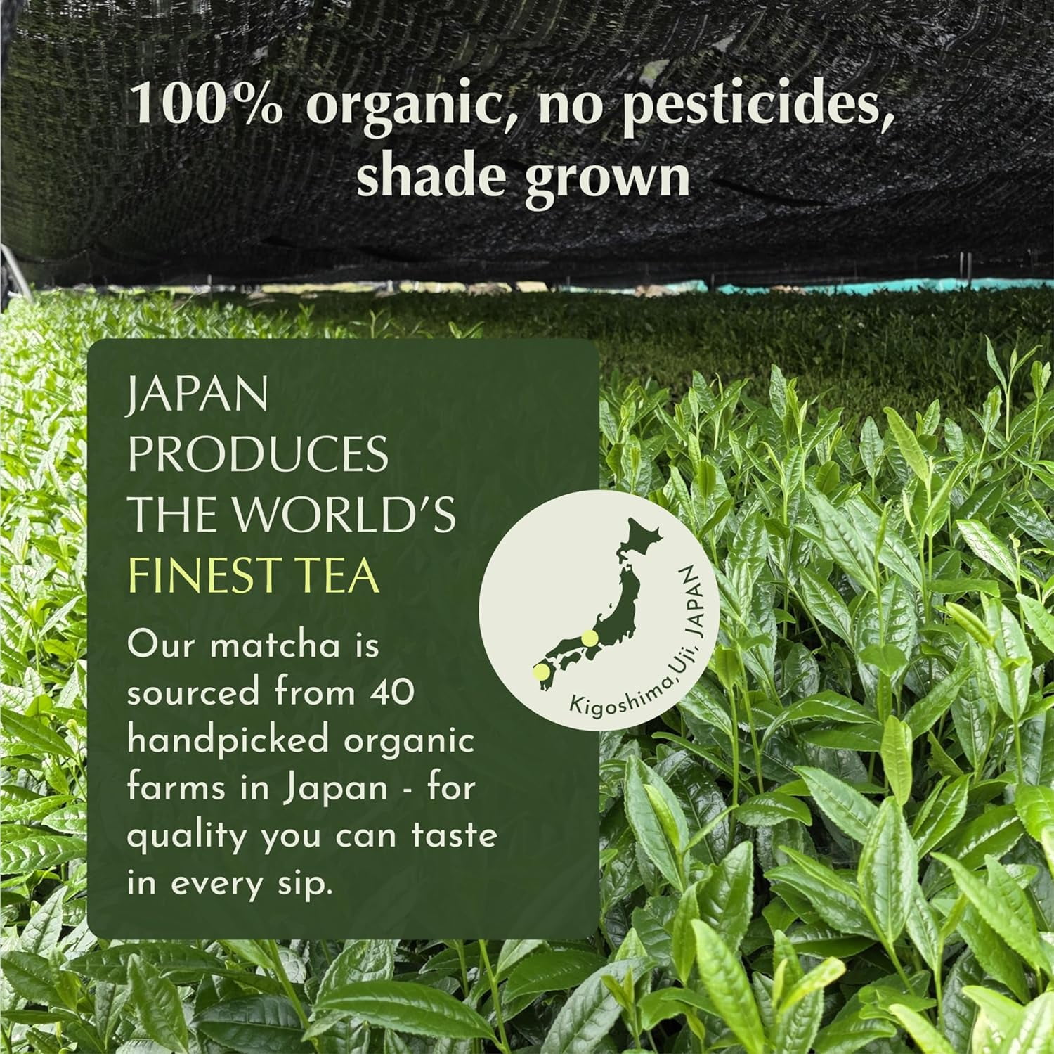 Encha Matcha Latte Powder Sweetened - Lightly Sweet Matcha Powder - First Harvest - Premium Japanese Matcha - 500g / 1.1lb