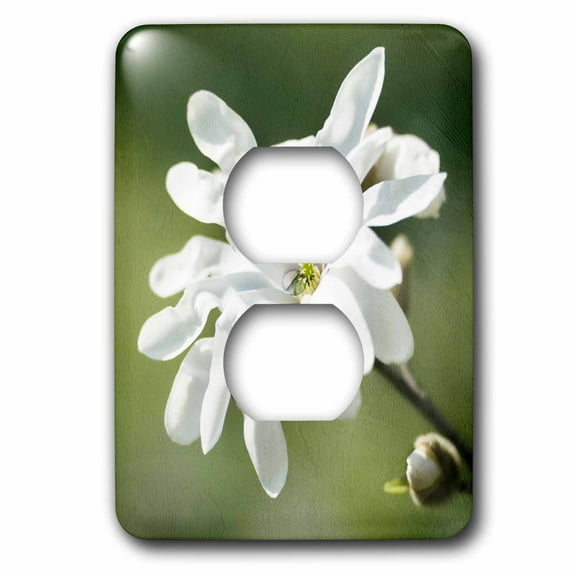 3dRose, White magnolia flower, green background, stylized photo, 2 plug outlet cover