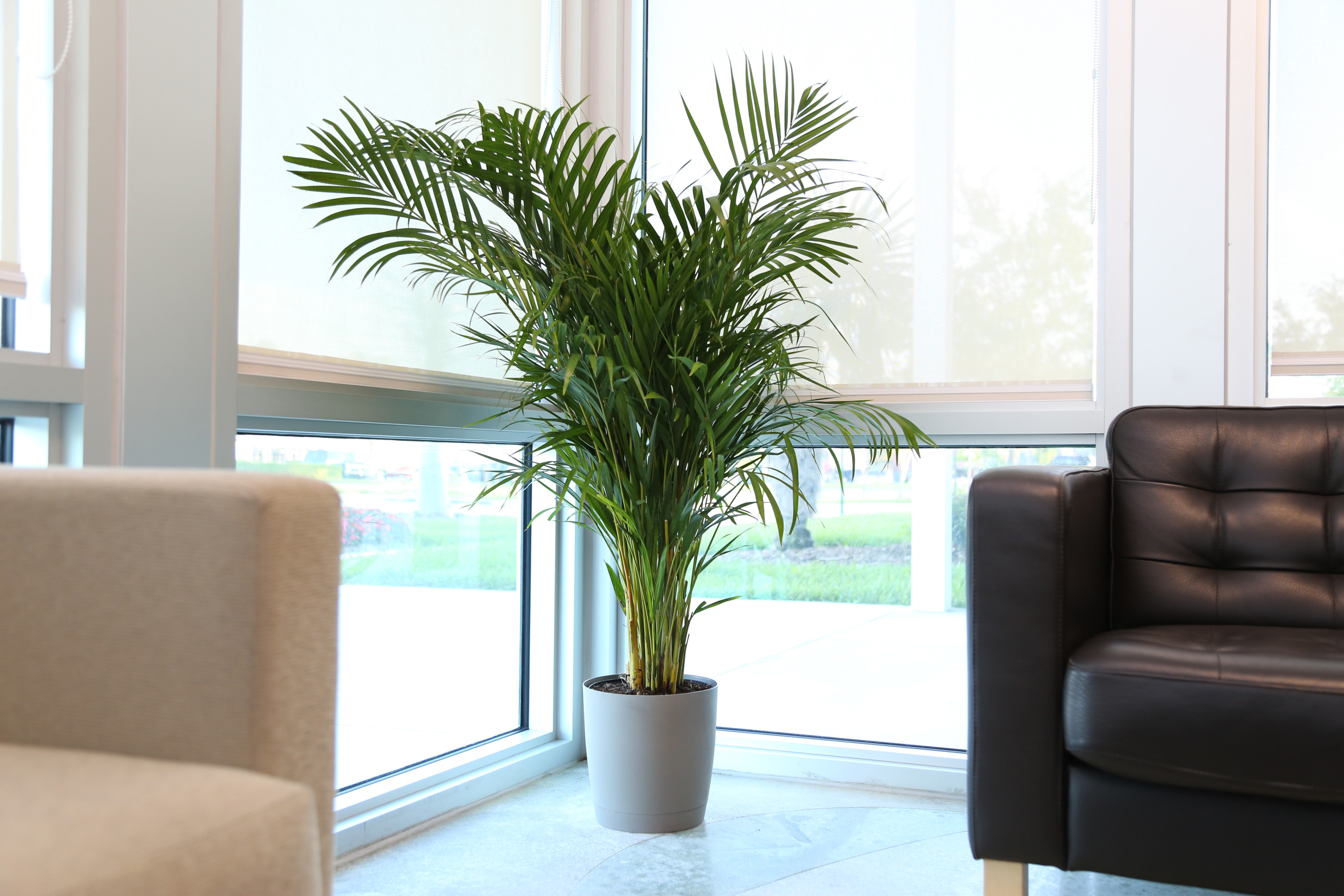Live Indoor 36in. Tall Green Areca Palm; Bright, Indirect Sunlight Plant in 10in. Seagrass Planter - image 4 of 9