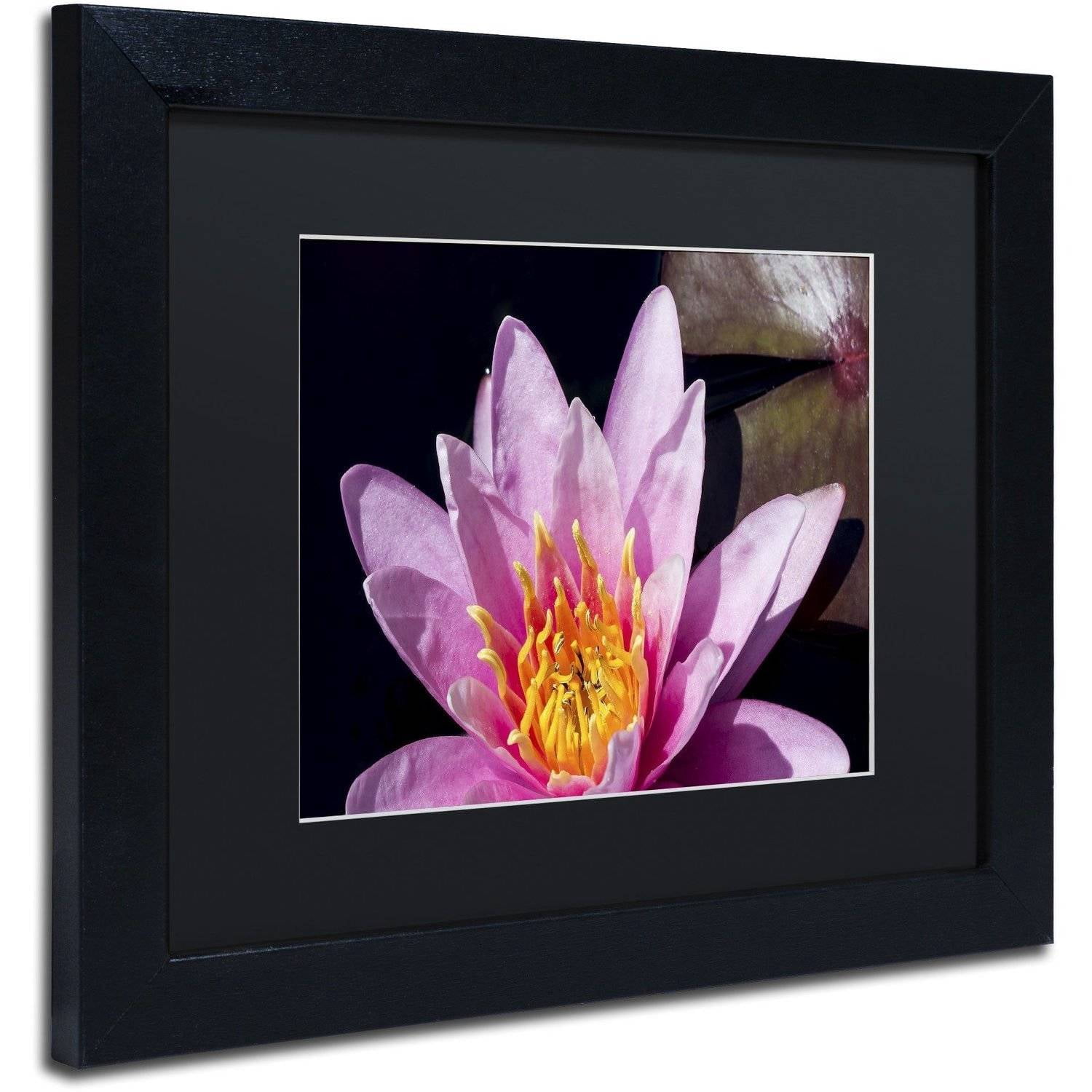 Trademark Fine Art "Pink Water Lily" Canvas Art by Kurt Shaffer, Black Matte, Black Frame