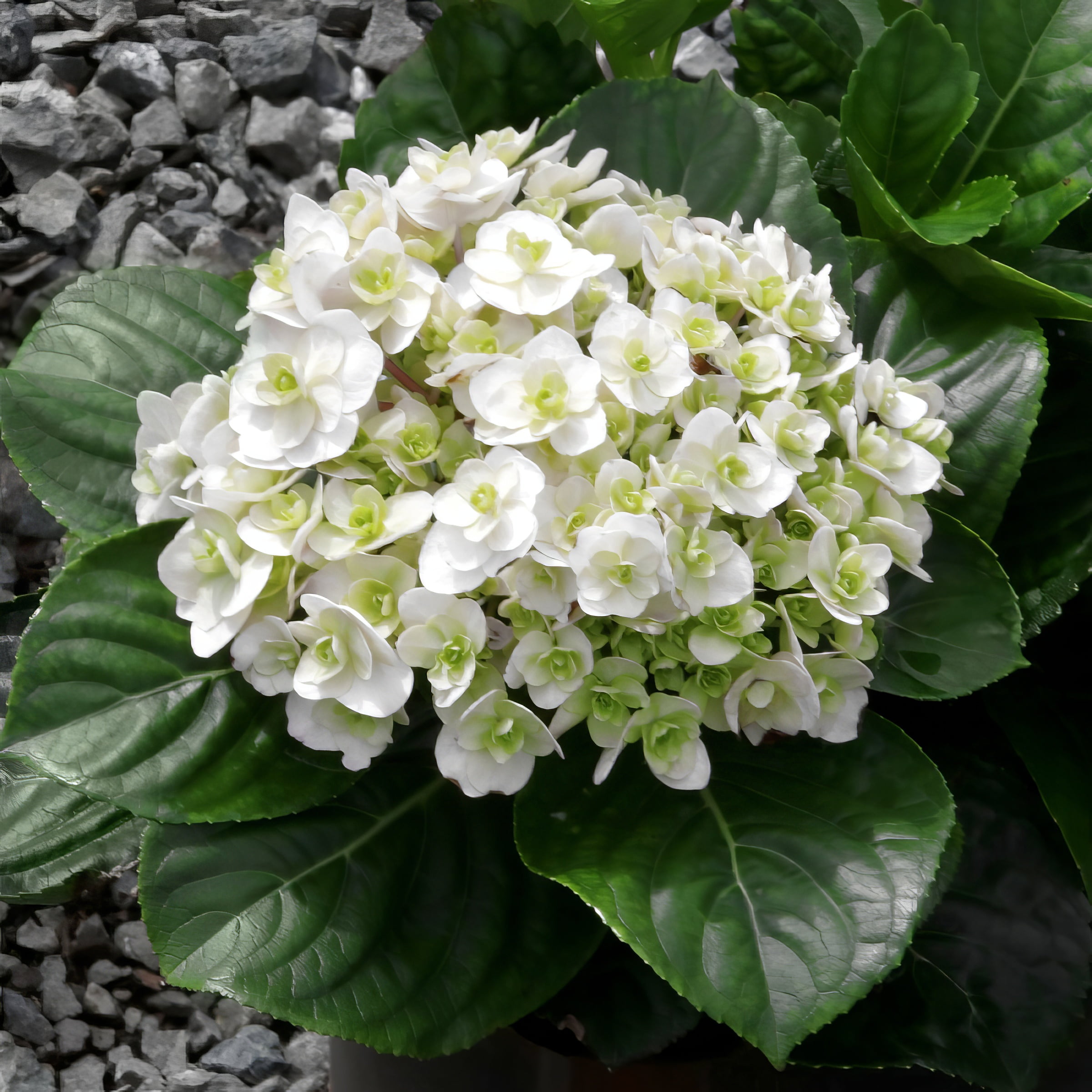 National Plant Network 4" Hydrangea 'Wedding Gown' Live Shrub with Partial Sunlight (3-Pack)