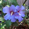 thumbnail image 6 of Brighter Blooms - Azurri Blue Satin® Rose of Sharon Althea Tree, 3-4 ft. - No Shipping to AK, AZ, HI, OR, 6 of 6