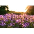 thumbnail image 2 of Kentucky Picture Archive 14x11 Black Ornate Wood Framed with Double Matting Museum Art Print Titled - Purple Flower Field Kentucky, 2 of 4