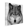thumbnail image 2 of Trademark Fine Art Mircea Costina Wolf Portrait Canvas Wall Art, 2 of 4