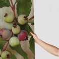 thumbnail image 3 of ARISTURING Berries Branch Leaves Shower Curtain Set with Hooks, Home Bathtubs Bathroom Curtain Decoration, 100% Polyester Fiber, Various Sizes 60x72, 3 of 7