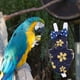 thumbnail image 2 of Ropa creativa de piloto de aves, traje de vuelo de aves, disfraz de loro, pañal de loro, 2 of 5