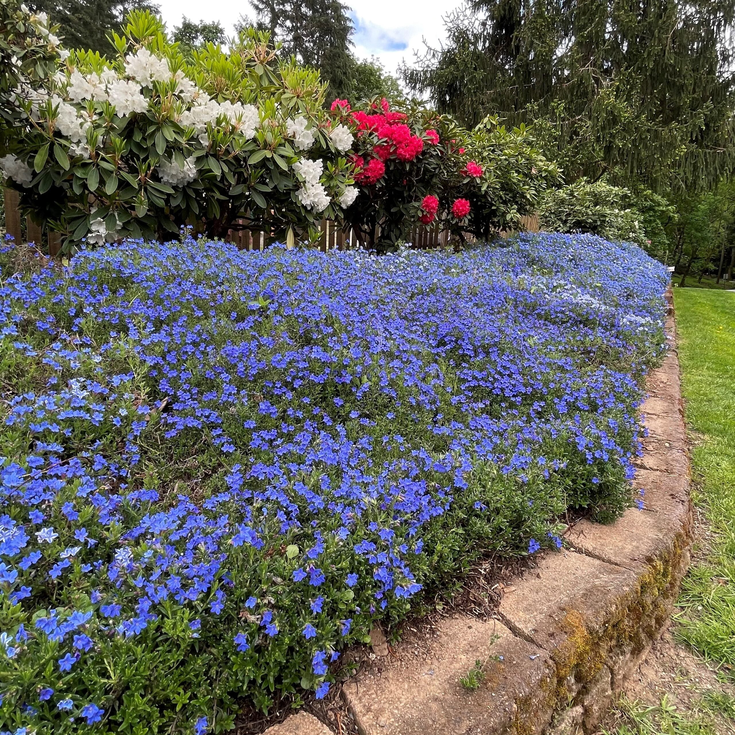 Expert Gardener Lithodora Grace Ward Live Perennial Plant, 1 Quart, Full Sun