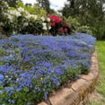 thumbnail image 5 of Expert Gardener 2.5QT Lithodora Blue Perennial Live Plants Full Sun, 5 of 5