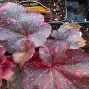 Heuchera, Midnight Rose, Coral Bells, Flowering Plant - Pot Size: 5in - Flowers
