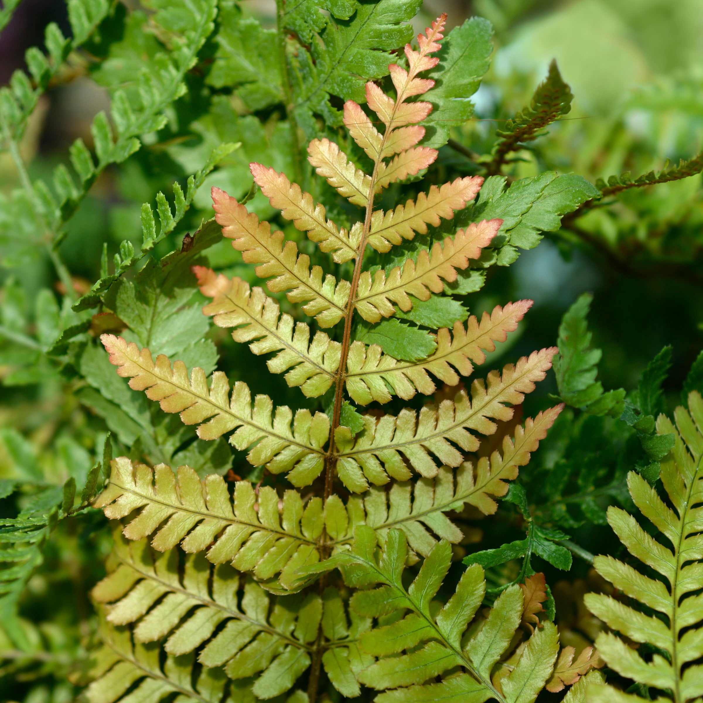 1 gal Autumn Live Fern Plant