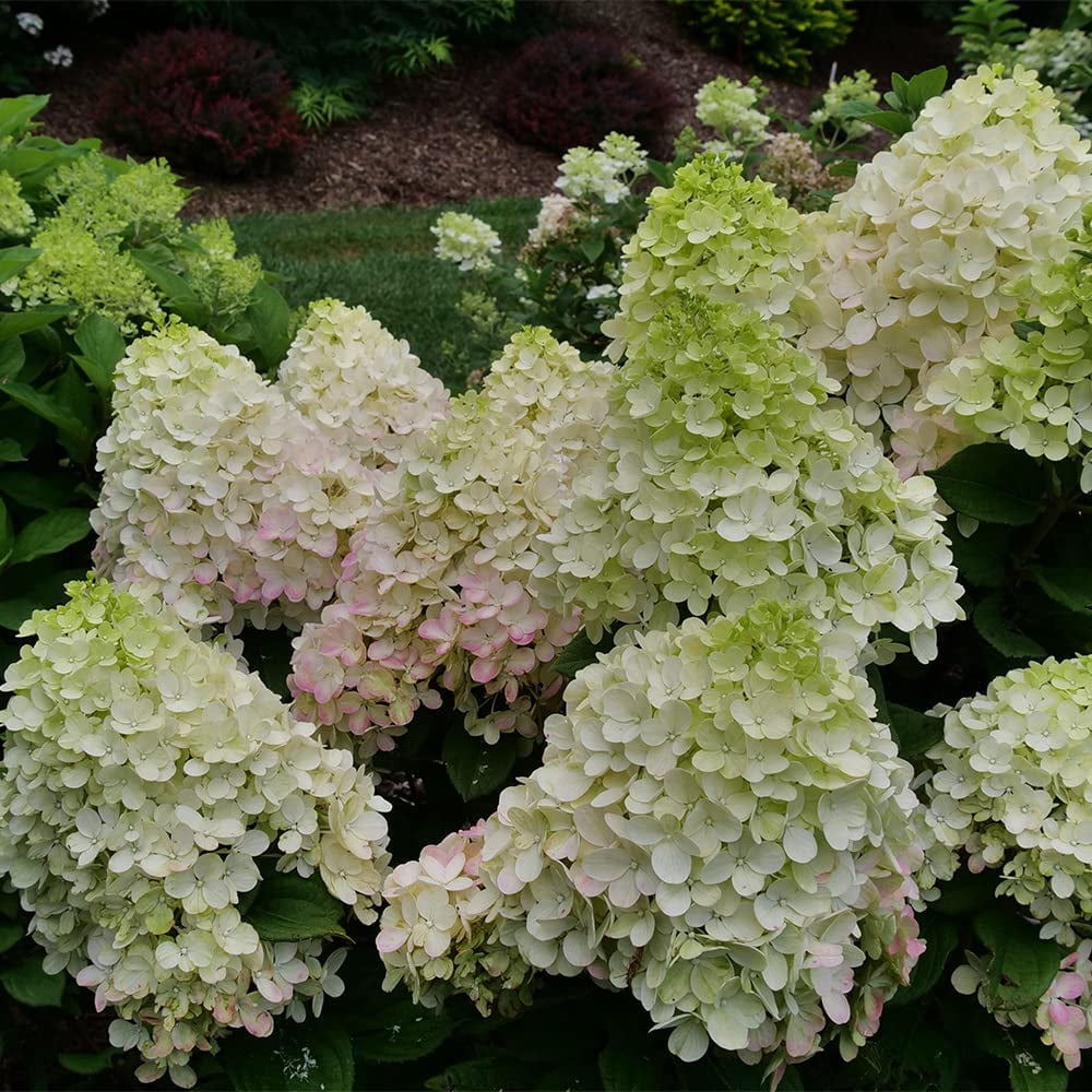 Proven Winners ColorChoice Little Lime Punch Hydrangea Live Shrub (2 Gallon)