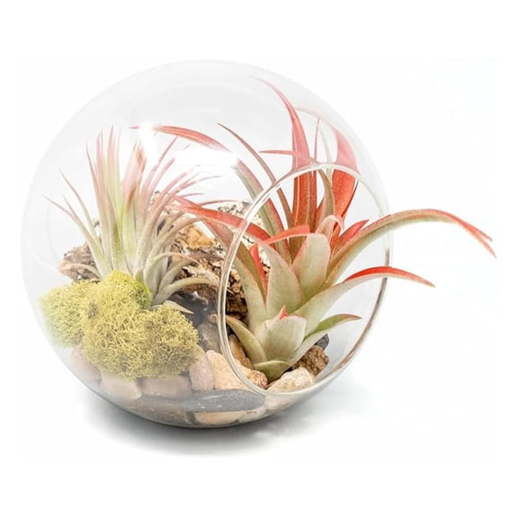 Large Hand-Blown Glass Terrarium Kit with Red Abdita and Ionantha Air Plants - Live Tillandsia House Plant - Wholesale and Bulk - Home and Garden Decor - Easy Care Indoor and Outdoor Plants