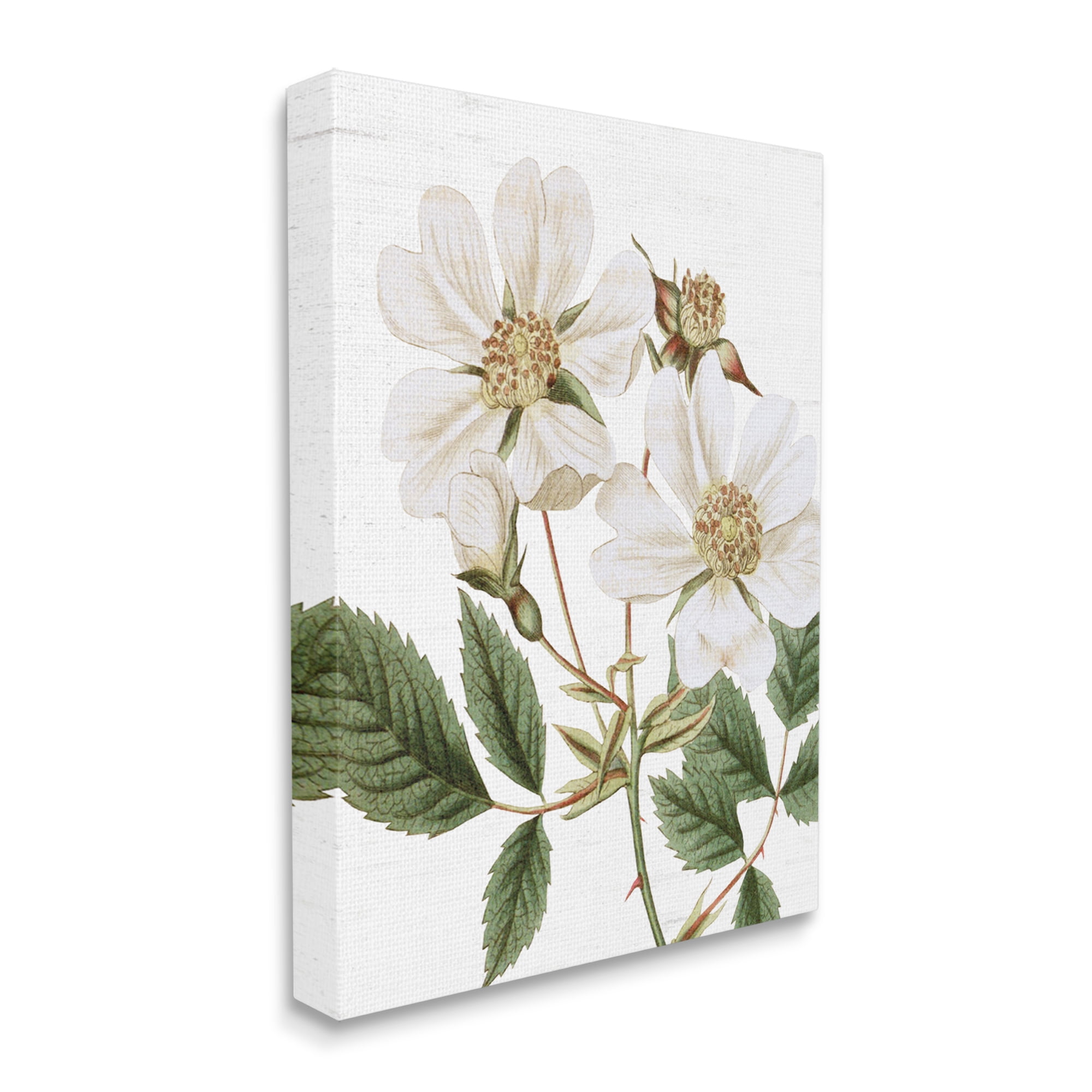 Stupell Industries White Rose of York Vintage Flower Botanical Print,36 x 48, Design by Lettered and Lined