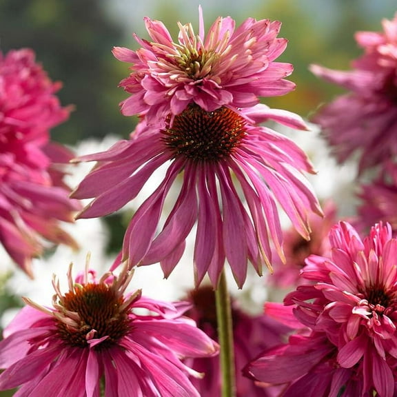 Double Decker Coneflower Flower Root - Grow Live Perennial Flowers - Attracts Butterflies and Hummingbirds - Good as Cut Flowers - Deer Resistant