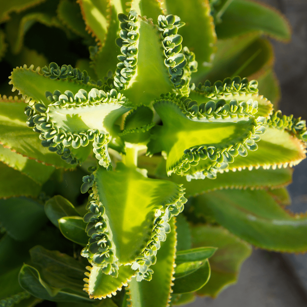 Mother Of Thousands Plant Live, Kalanchoe Succulent Plant in 2" Pot, Indoor Houseplant