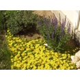 thumbnail image 4 of 100 Gelato YELLOW ICE PLANT Mesembryanthemum Daisy Livingstone Succulent Flower Seeds, 4 of 4