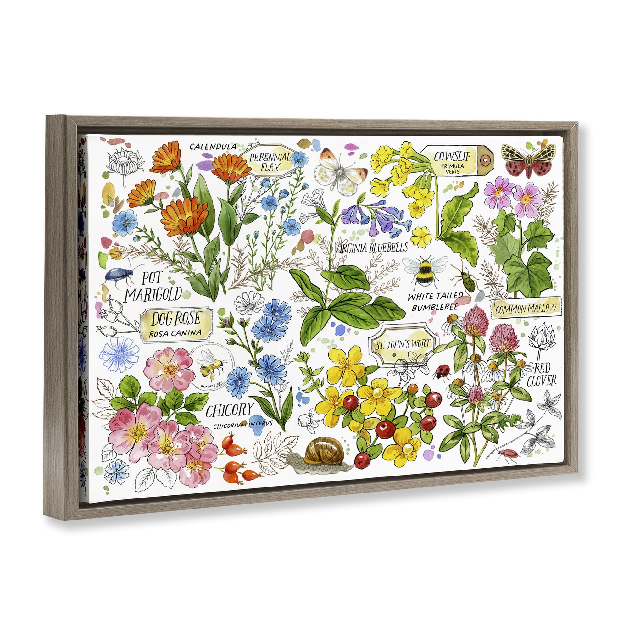 Stupell Industries Various Herbs Benefits Botanical & Floral Painting Brown Floater Framed Canvas Art Print Wall Art, 31 x 21