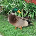thumbnail image 5 of Decoración de pato Farfi, estatua de aves de corral de jardín acrílica rústica con impresión de doble cara, realista, realista, para patio, 5 of 5