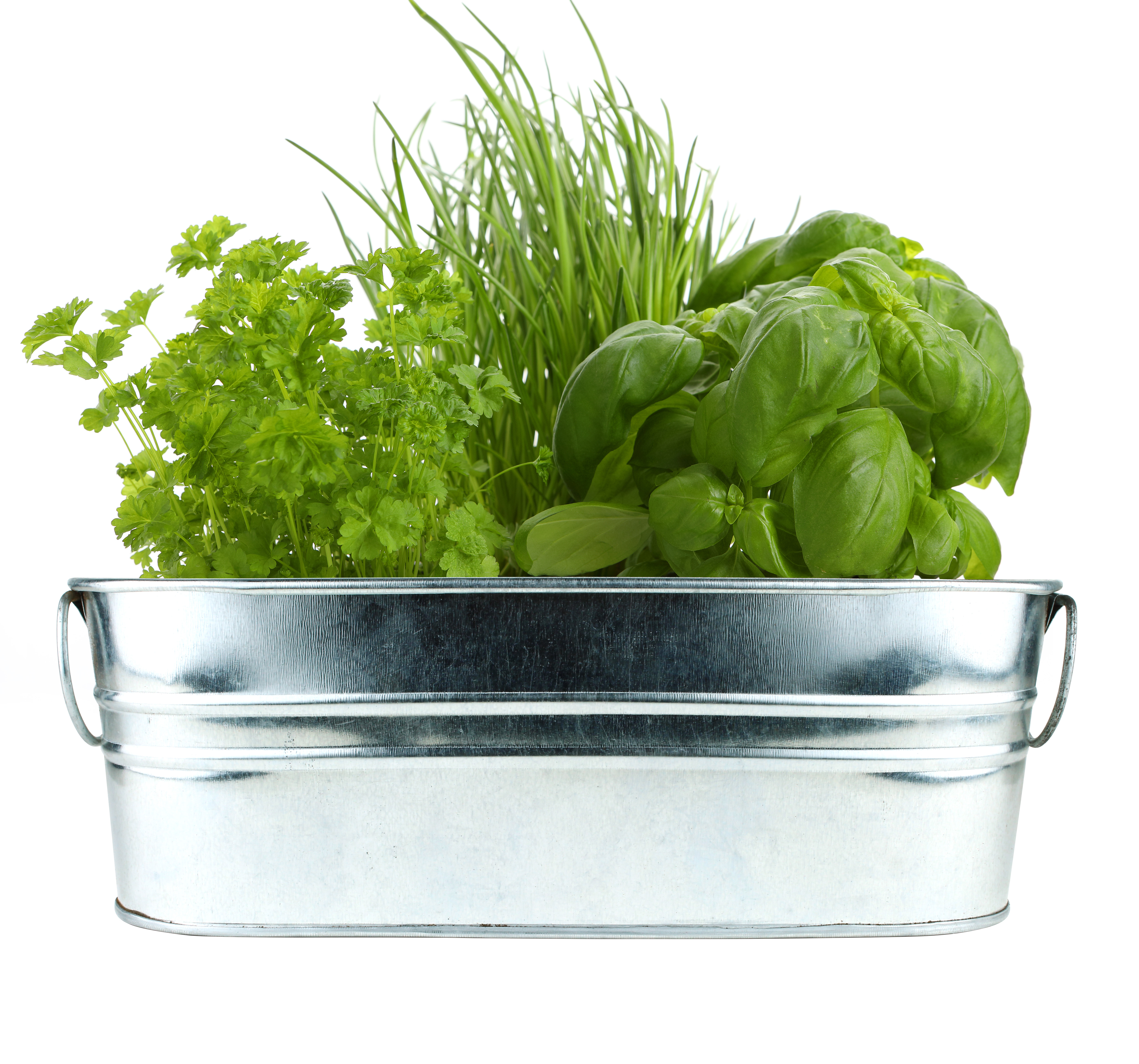 Kitchen Herbs and Strawberry Grow Kit 2-Pack | Indoor Windowsill Gardening