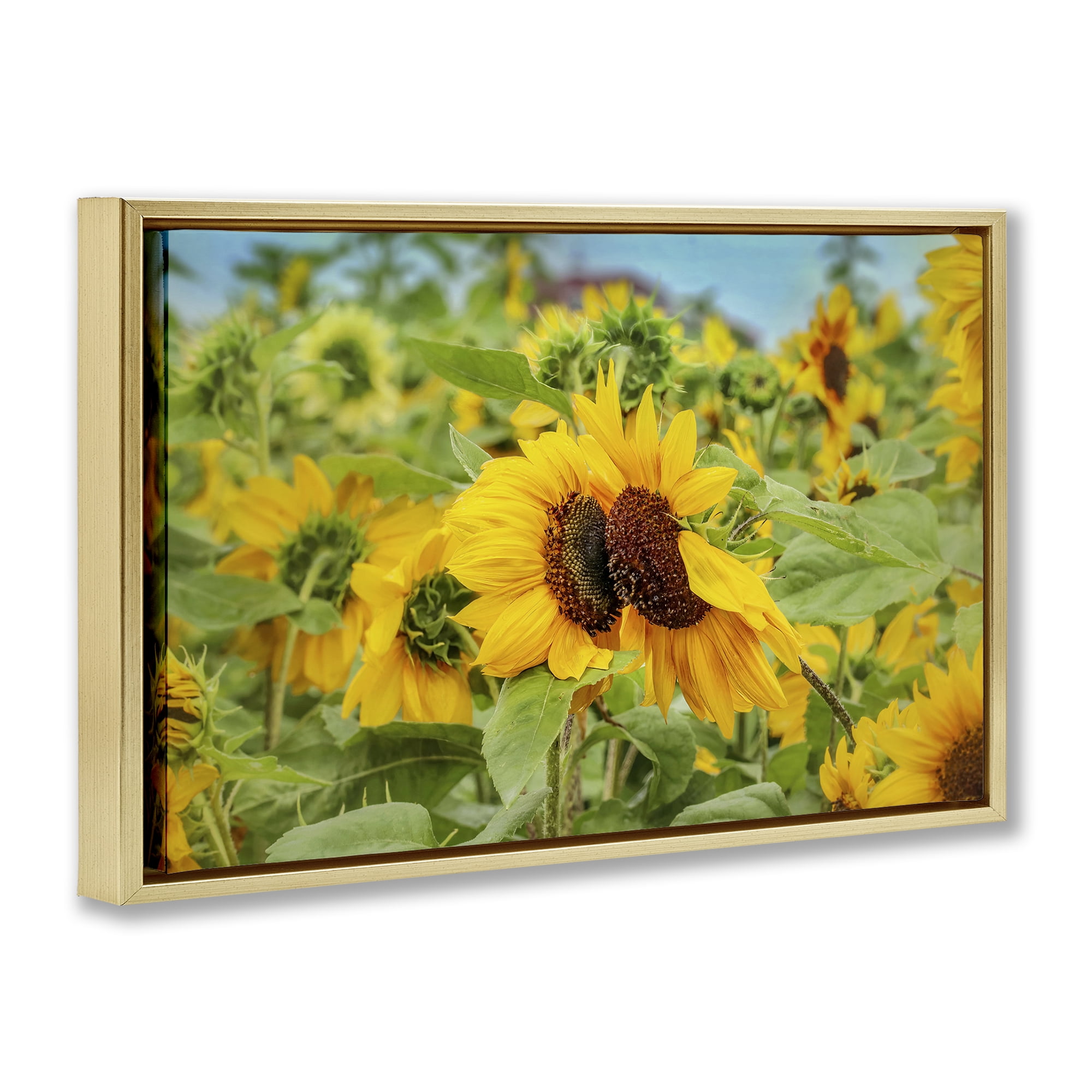 Stupell Industries Sunflower Field Photography Landscape Photography Gold Floater Framed Art Print Wall Art, 31 x 21