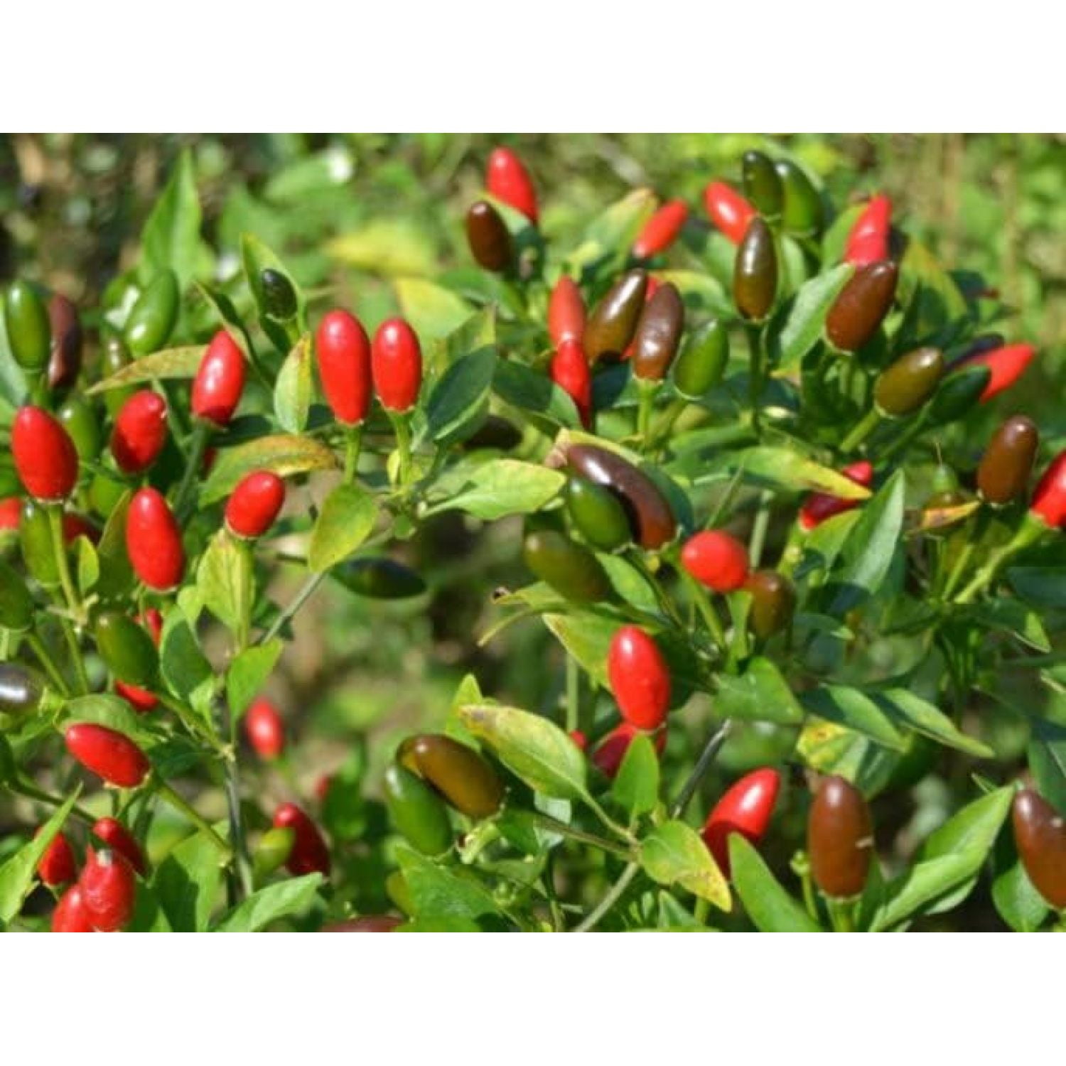 2 Live Chiltepin Tepin Pepper Plants, 3” to 4” Tall A, Live Pepper