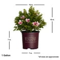 thumbnail image 3 of Encore Azalea Autumn Chiffon (1 Gallon) Flowering Shrub - Full Sun Live Outdoor Plant, 3 of 9