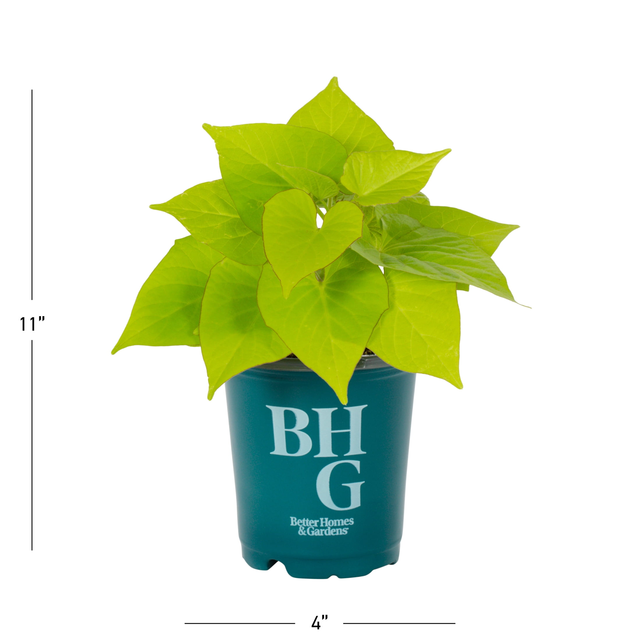 Better Homes & Gardens 1PT Green Ipomoea Live Annual Plant Sun 6-Pack