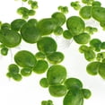 thumbnail image 4 of Floating Duckweed Simulated Duckweed Plant Green 36PCS Plastic, 4 of 6