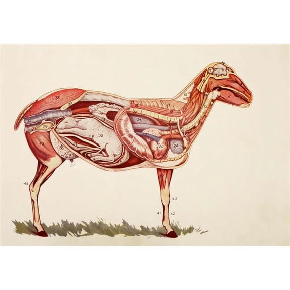 Internal Organs of A Sheep Ewe From Virtues Household Physician Published London 1924 Poster Print