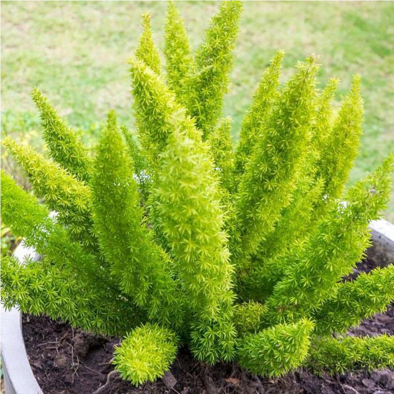 Proven Winners 5"   Myersii Foxtail Fern Live Plant in 4.5" Pot