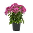 thumbnail image 4 of Pentas Pink| 2.5 QT Grow Pot| Direct Sunlight| Flowering Plant| By Altman Plants, 4 of 11