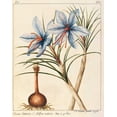 thumbnail image 2 of De Chazelles, Laurent 20x24 White Modern Wood Framed Museum Art Print Titled - Crocus Sativius, 2 of 4