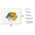 thumbnail image 2 of Butterflyfish (Lau Hau) - Fishes of Hawaii - Waikiki Aquarium Hawaii - Vintage Hawaiian Color Postcard by Frederick William Frohawk c.1905 - Fine Art Rolled Canvas Print (Unframed) 20in x 26in, 2 of 4