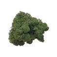 thumbnail image 4 of Mosser Lee ML3010 Green Reindeer Moss, 3 ounce, 4 of 10
