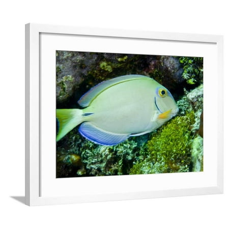 A Tang Fish Eating Plant Growth Off the Coast of Key Largo, Florida Framed Print Wall Art By Stocktrek