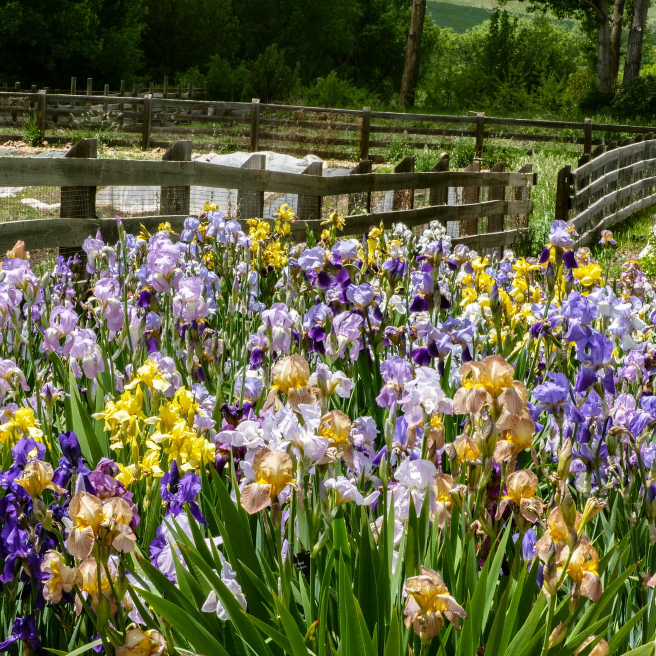 Expert Gardener Bearded Iris Dangerous Mood Plant Bulbs (1 Dormant Bulb)