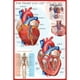 EuroGraphics l'Affiche du Coeur, 36 x 24 Pouces – image 1 sur 1