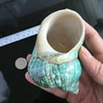 thumbnail image 3 of Cheers.US Large Natural Conch Shells Green Turbo Natural Rare Real Sea Shell Conch Green Seashells Great for Beach Theme Party, Home Decorations,DIY Crafts, Fish Tank, Air Plant, 3 of 7