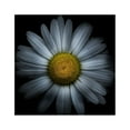 thumbnail image 2 of Carson, Brian 26x26 Gold Ornate Wood Framed with Double Matting Museum Art Print Titled - White Daisy I, 2 of 4