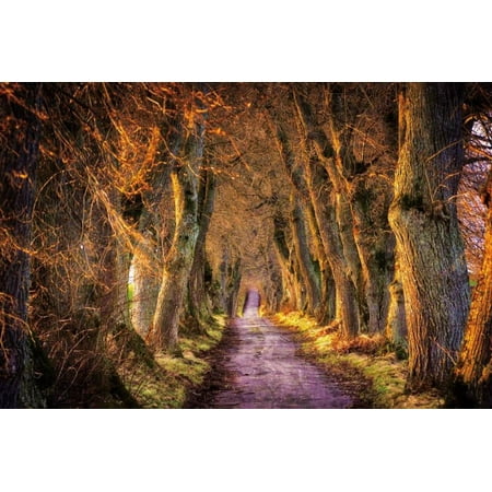 Autumn Fallen Leaves Trees Sunshine Photography Backdrops Photographic Backgrounds Portrait Photocall Photo Studio